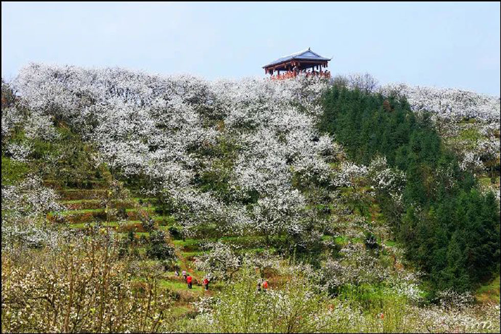 【春天,广西桂林灌阳县向您发出邀请!】我们在灌阳看梨花 - 游山玩水 - 聊城生活社区 - 聊城28生活网 lc.28life.com