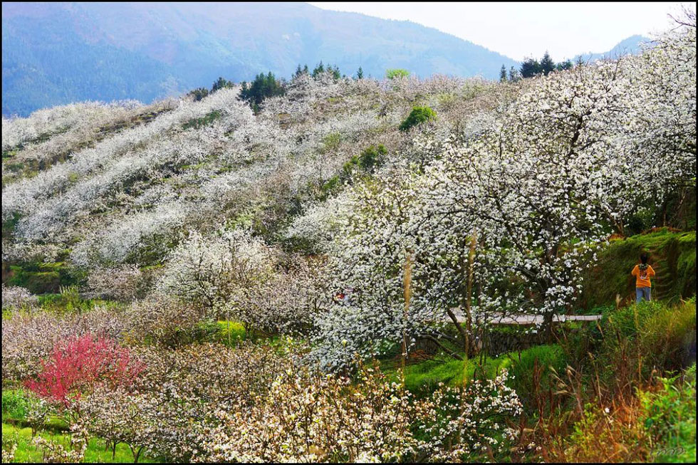 【春天,广西桂林灌阳县向您发出邀请!】我们在灌阳看梨花 - 游山玩水 - 聊城生活社区 - 聊城28生活网 lc.28life.com