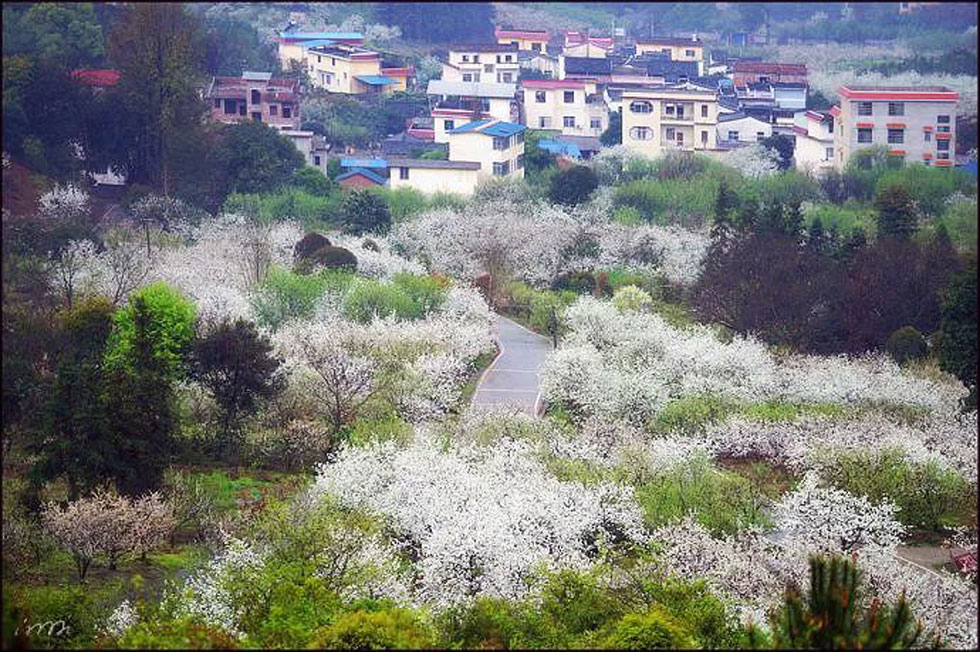 【春天,广西桂林灌阳县向您发出邀请!】我们在灌阳看梨花 - 游山玩水 - 聊城生活社区 - 聊城28生活网 lc.28life.com