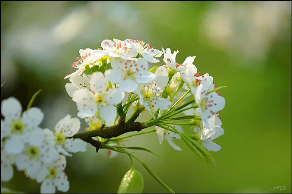 【春天,广西桂林灌阳县向您发出邀请!】我们在灌阳看梨花 - 游山玩水 - 聊城生活社区 - 聊城28生活网 lc.28life.com