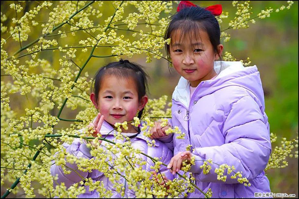 【春天，广西桂林灌阳县向您发出邀请！】米珠山前有片山苍子花在飘香 - 游山玩水 - 聊城生活社区 - 聊城28生活网 lc.28life.com