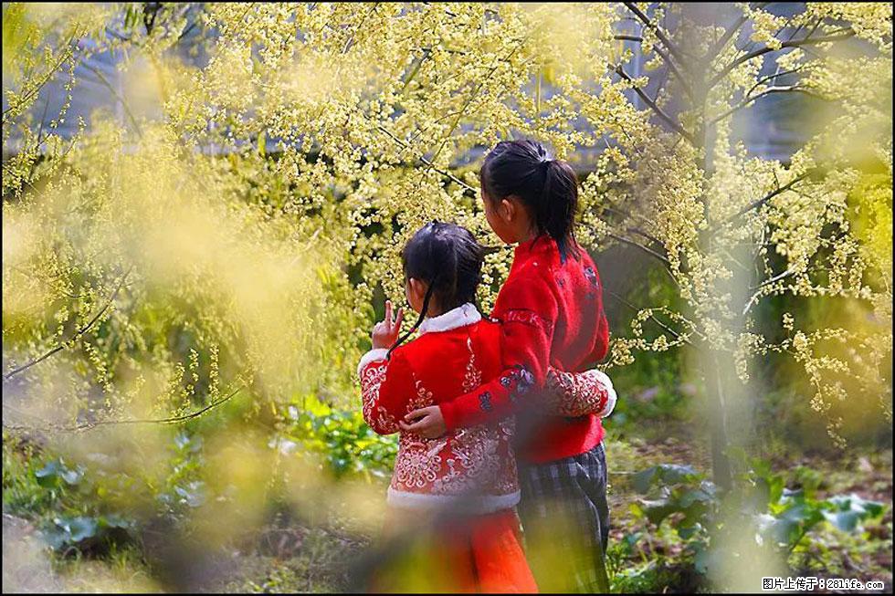 【春天,广西桂林灌阳县向您发出邀请!】米珠山前有片山苍子花在飘香 - 游山玩水 - 聊城生活社区 - 聊城28生活网 lc.28life.com