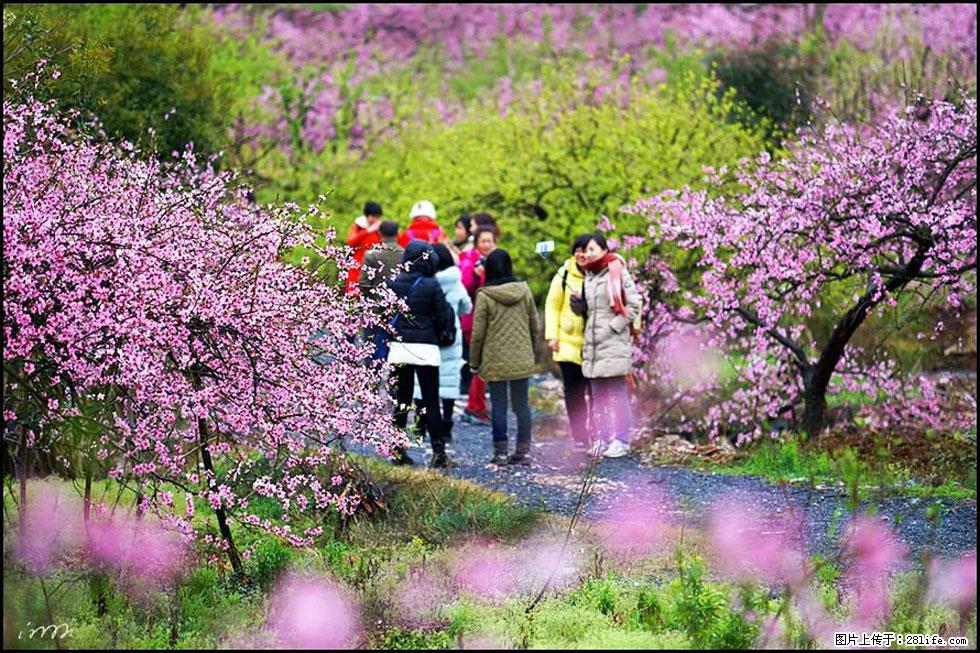 【春天，广西桂林灌阳县向您发出邀请！】官庄村有个醉美的桃花园 - 游山玩水 - 聊城生活社区 - 聊城28生活网 lc.28life.com