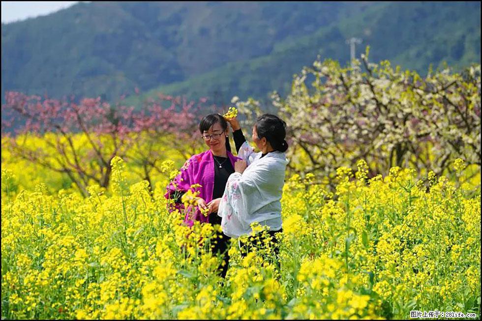 【春天，广西桂林灌阳县向您发出邀请！】长坪村油菜盛情花开 - 游山玩水 - 聊城生活社区 - 聊城28生活网 lc.28life.com