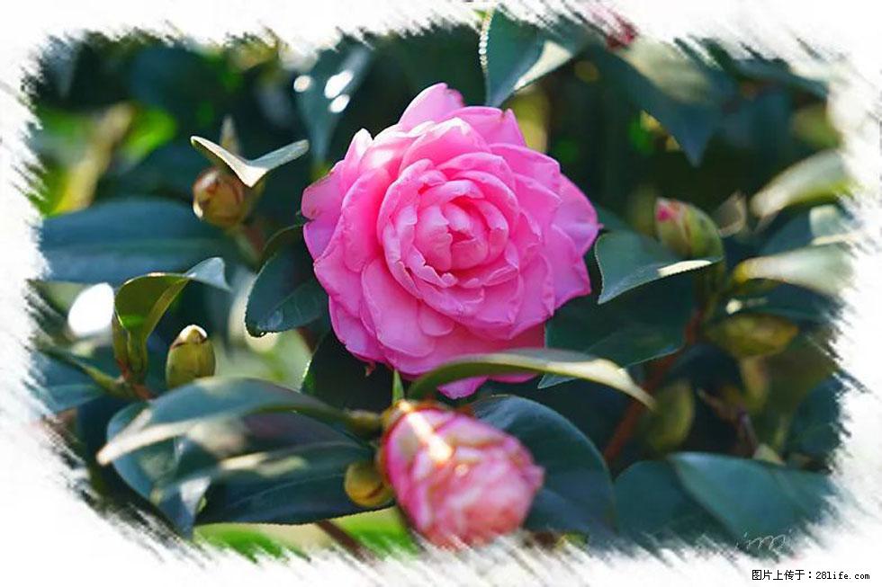 【春天,广西桂林灌阳县向您发出邀请!】杨柳井茶花惹人爱 - 游山玩水 - 聊城生活社区 - 聊城28生活网 lc.28life.com