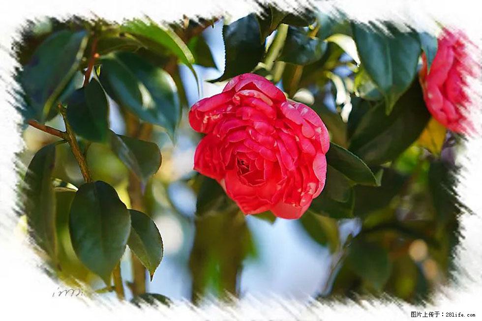 【春天,广西桂林灌阳县向您发出邀请!】杨柳井茶花惹人爱 - 游山玩水 - 聊城生活社区 - 聊城28生活网 lc.28life.com