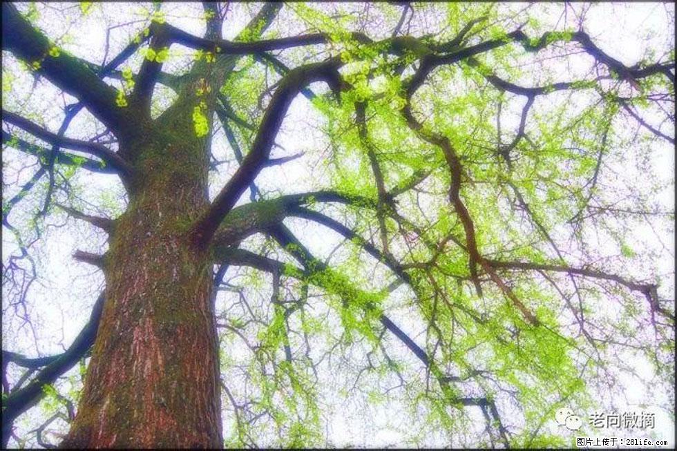 【春天,广西桂林灌阳县向您发出邀请!】在小龙村与春天约会 - 游山玩水 - 聊城生活社区 - 聊城28生活网 lc.28life.com