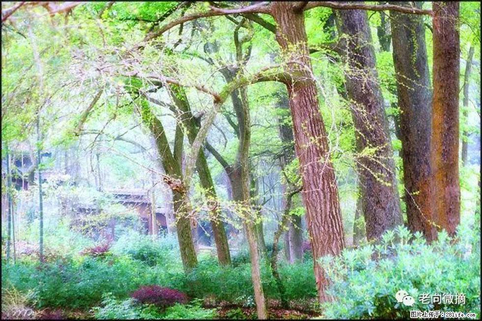 【春天,广西桂林灌阳县向您发出邀请!】在小龙村与春天约会 - 游山玩水 - 聊城生活社区 - 聊城28生活网 lc.28life.com
