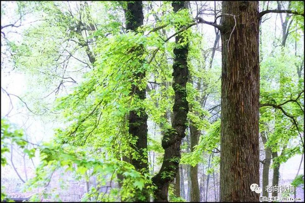 【春天,广西桂林灌阳县向您发出邀请!】在小龙村与春天约会 - 游山玩水 - 聊城生活社区 - 聊城28生活网 lc.28life.com