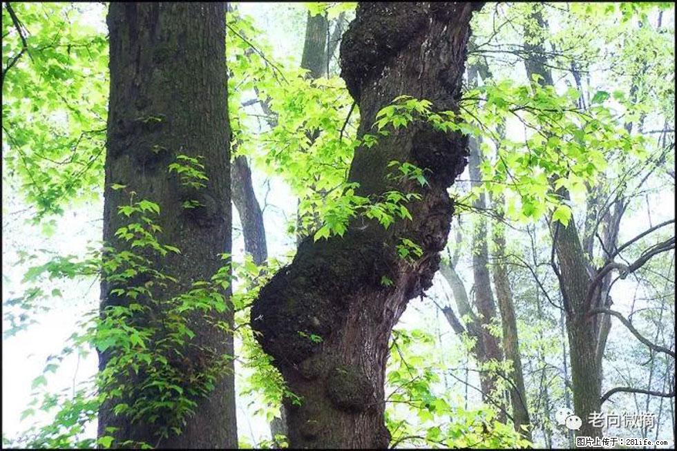 【春天,广西桂林灌阳县向您发出邀请!】在小龙村与春天约会 - 游山玩水 - 聊城生活社区 - 聊城28生活网 lc.28life.com