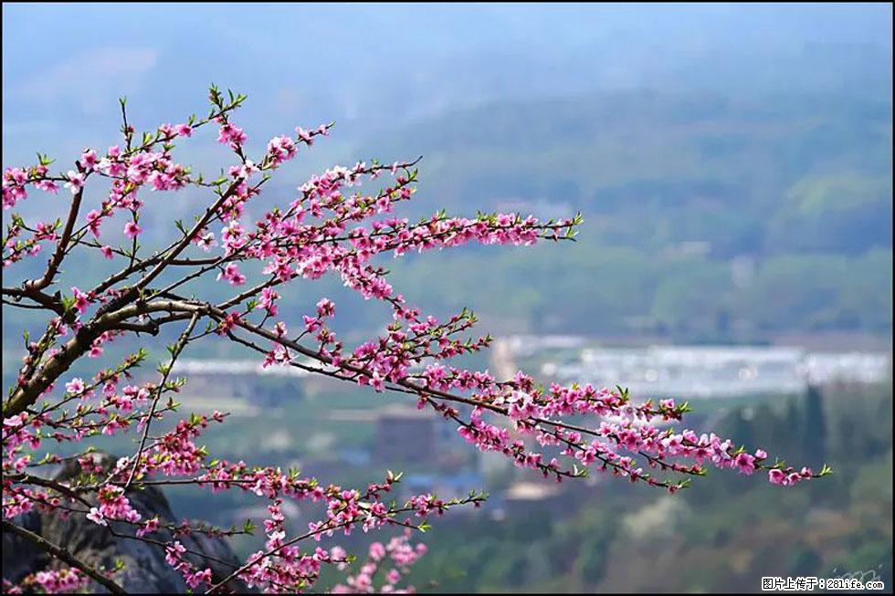 【春天,广西桂林灌阳县向您发出邀请!】望月岭上桃花开 - 游山玩水 - 聊城生活社区 - 聊城28生活网 lc.28life.com
