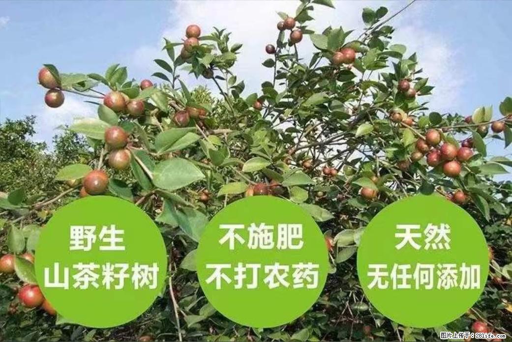 【灌阳县油茶产业示范区】一个有着充实的精神生活的人,对待身外之物自会有一种淡泊的态度 - 美食天地 - 聊城生活社区 - 聊城28生活网 lc.28life.com