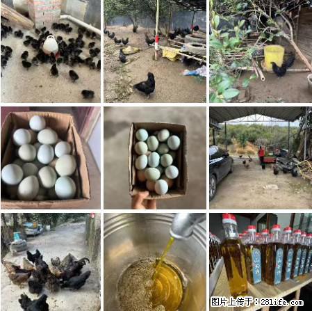 油茶园从小鸡仔开始养起的纯土鸡、土鸡蛋可以预定啦！还有前几天刚榨的纯山茶油哦 - 美食天地 - 聊城生活社区 - 聊城28生活网 lc.28life.com