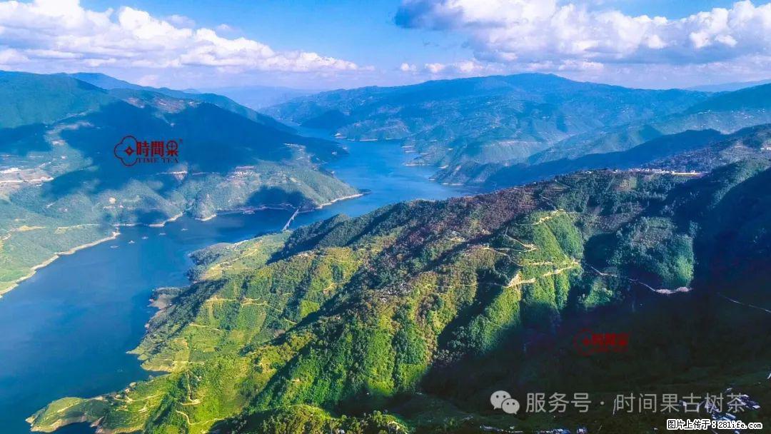 时间果百年古树龙珠普洱生茶 - 购物交流 - 聊城生活社区 - 聊城28生活网 lc.28life.com