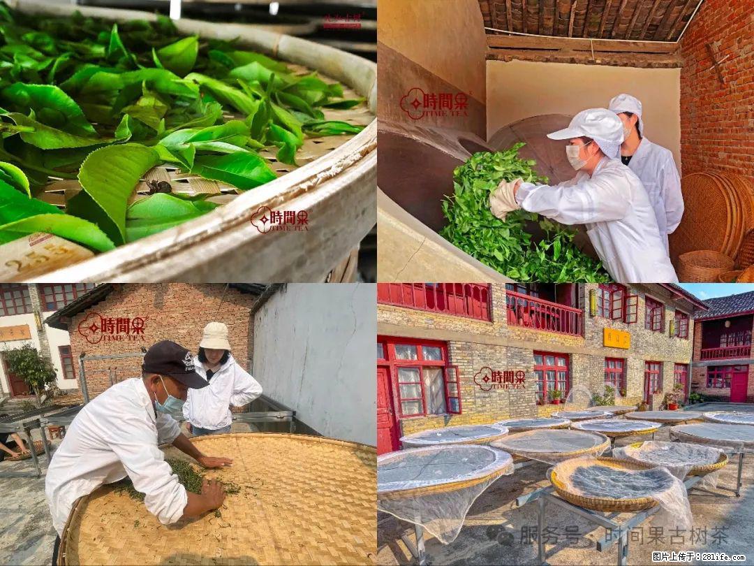 时间果百年古树龙珠普洱生茶 - 购物交流 - 聊城生活社区 - 聊城28生活网 lc.28life.com