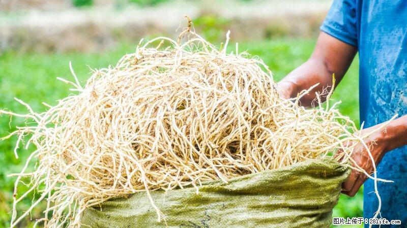 堪称“最难吃”的蔬菜，却是 “抗辐射神器”，还能护肺、清热、止咳化痰！ - 聊城生活资讯 - 聊城28生活网 lc.28life.com