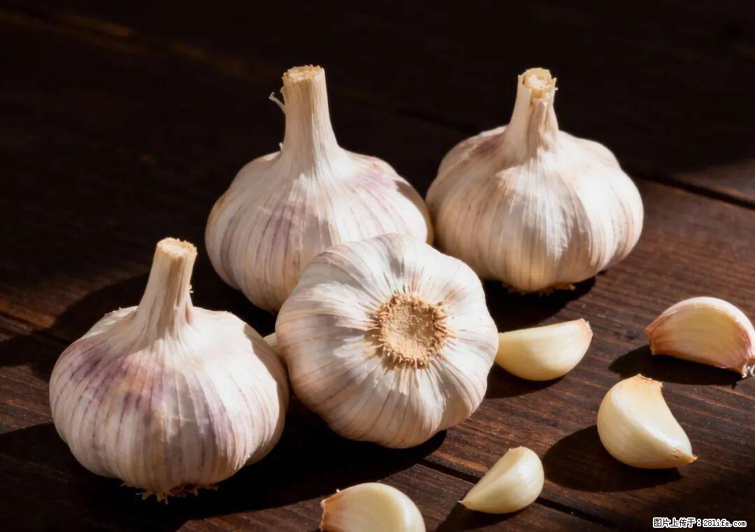 关于大蒜，除了“天然抗生素”，这4个谣言更该警惕! - 聊城生活资讯 - 聊城28生活网 lc.28life.com