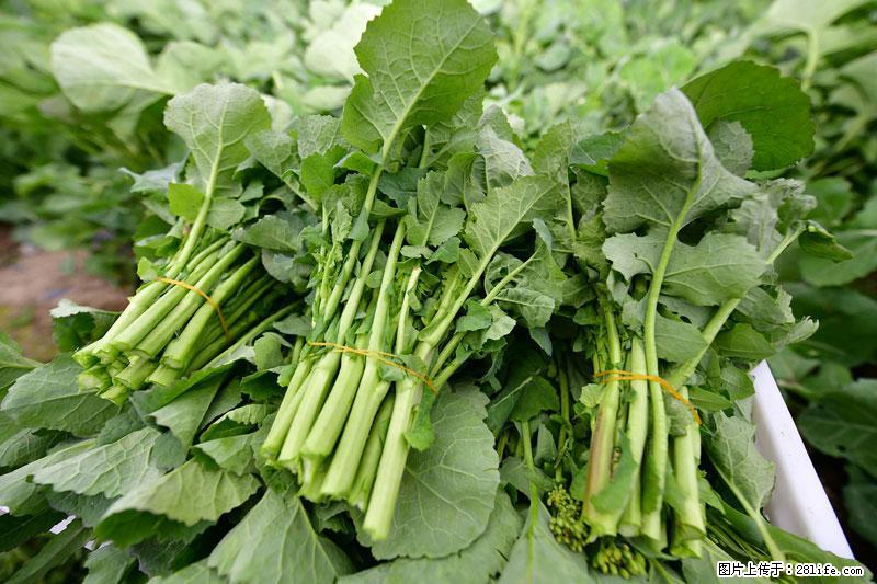 这些蔬菜是“天然钙片”，这6种被医生重点推荐 - 聊城生活资讯 - 聊城28生活网 lc.28life.com